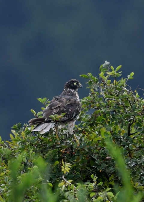 ズグロチュウヒ3227