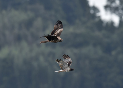 ズグロチュウヒ3163