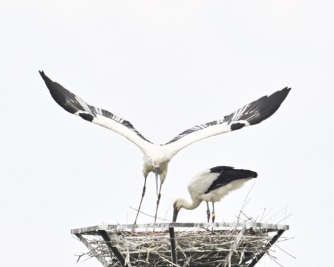 コウノトリのペアー0011