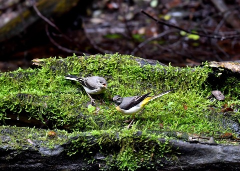 キセキレイ幼鳥8228