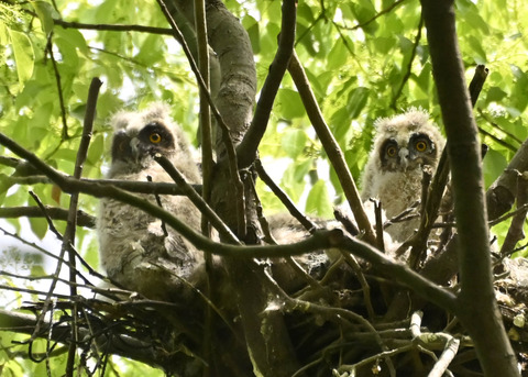 トラフズクのヒナ1869