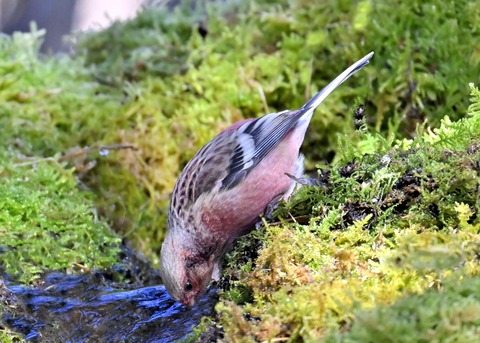 ベニマシコ♂6955