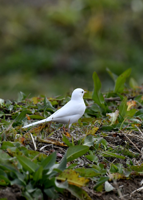 白化・ハクセキレイ8099