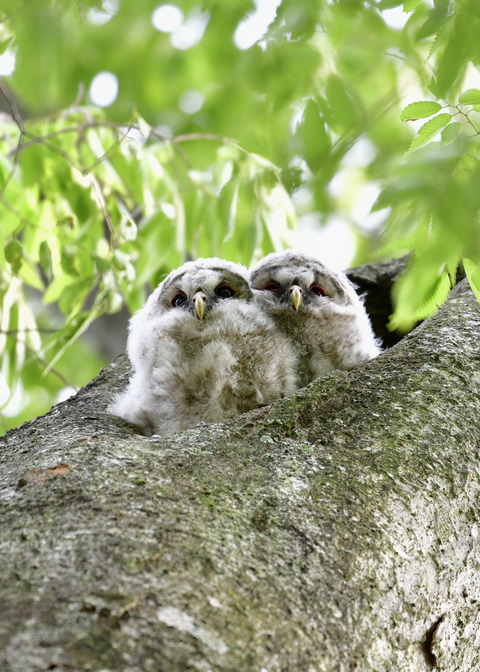 フクロウのヒナ①②4468