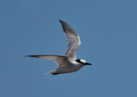 飛ぶ・コアジサシ2284