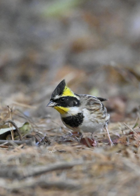 ヤマホオジロ♂6028