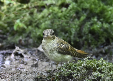 オオルリ♀幼鳥9355