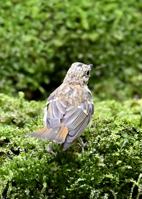 オオルリ♀幼鳥3738