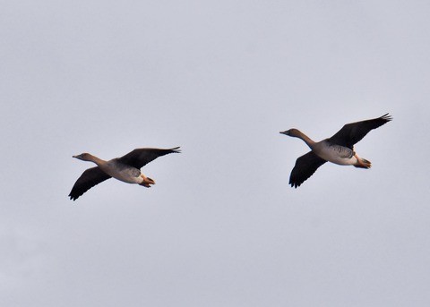 ヒシクイ6183-01 - コピー