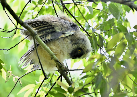 トラフズクのヒナ2170