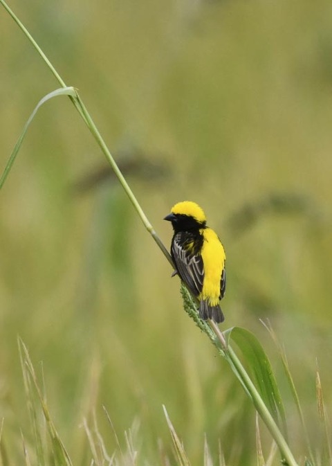 オウゴンチョウ1389