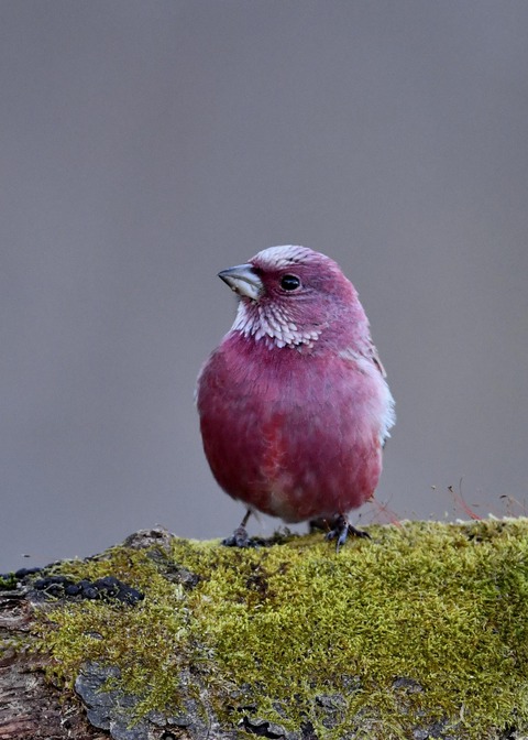 オオマシコ♂9620