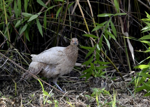 キジの親子4809