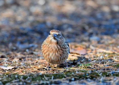 オオマシコ若鳥9510