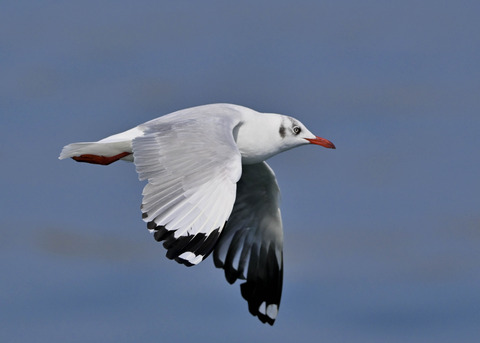 チャガシラカモメ3296