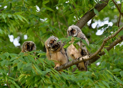 トラフズクのヒナ①②③6471