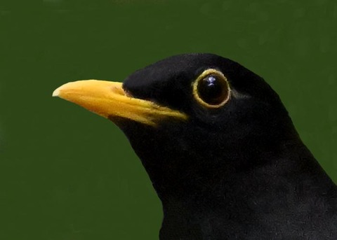 クロツグミ♂4000