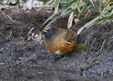 オオアカハラ5304