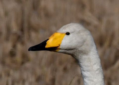 オオハクチョウ4379