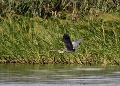 ムラサキサギ6630