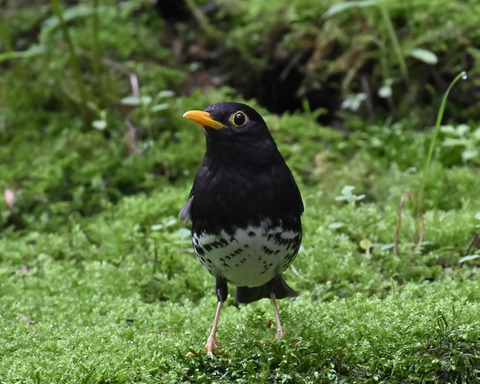 クロツグミ♂5821