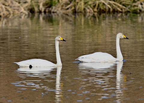 オオハクチョウ9943