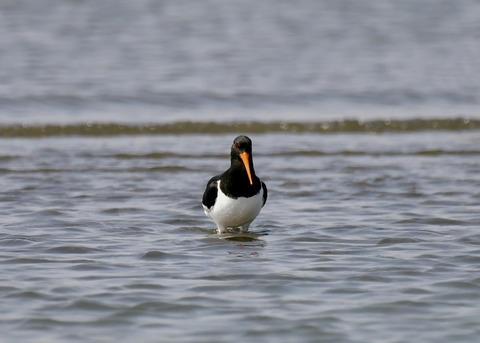 ミヤコドリ8848 - コピー