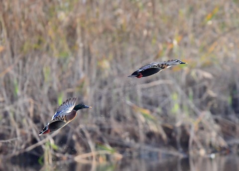 マガモのハイブリッド9599