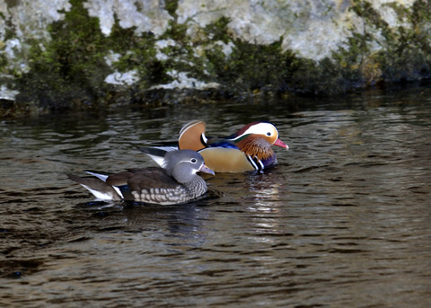 オシドリ・ペアー2814
