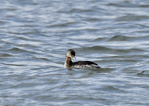アカエリカイツブリ7046