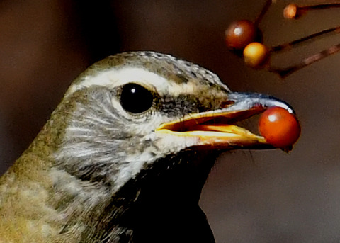 マミチャジナイ1226-01