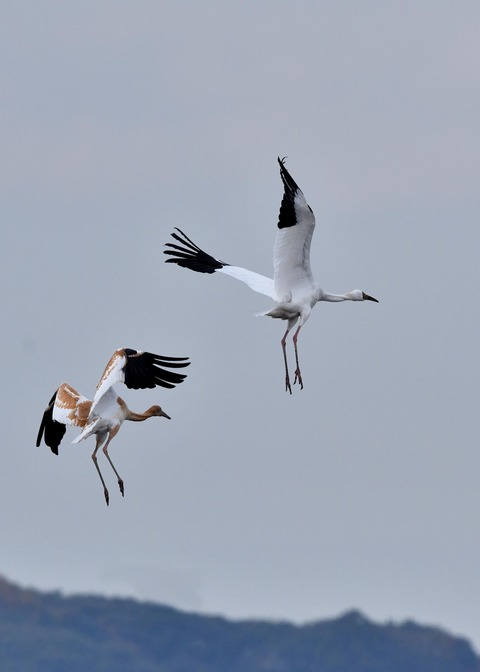 飛ぶ・ソデグロヅル7892