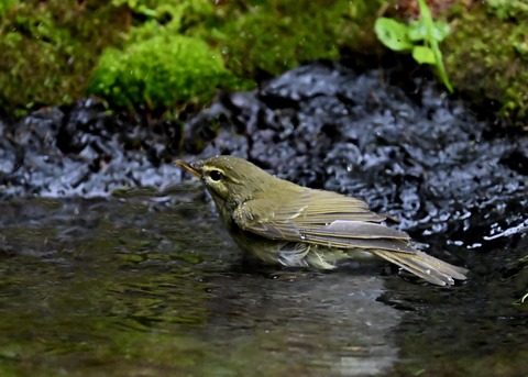 メボソムシクイ0363