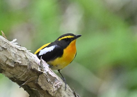 キビタキ成鳥♂6060