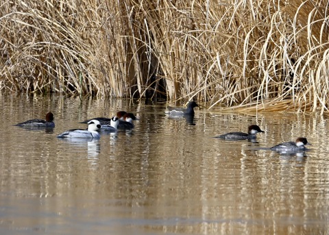 ミコアイサ♂♀0119
