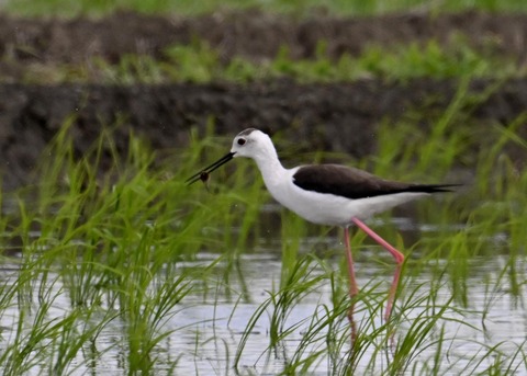 餌捕りセイタカシギ♀0020
