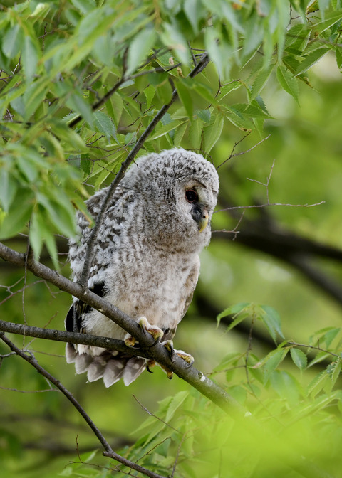 フクロウのヒナ②9175