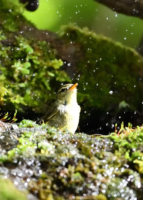 メボソムシクイ0705