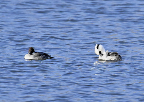 ミコアイサ♂♀4409