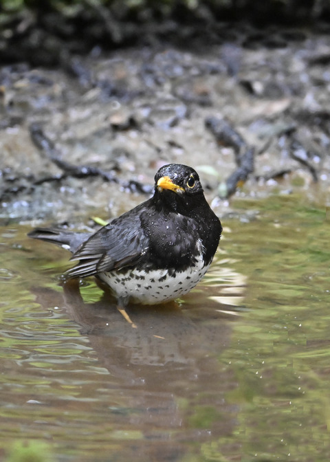クロツグミ♂2838