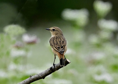ノビタキ♀6638