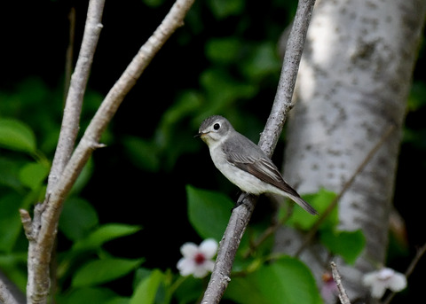 コサメビタキ7351