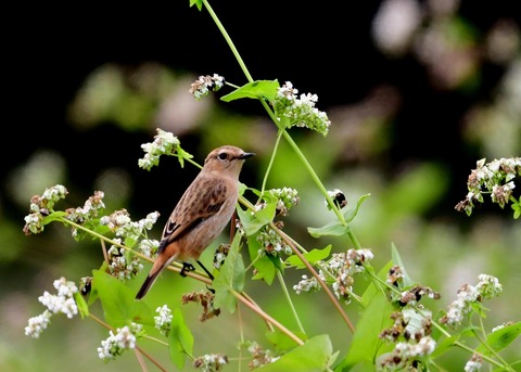 ノビタキ♀冬羽4036