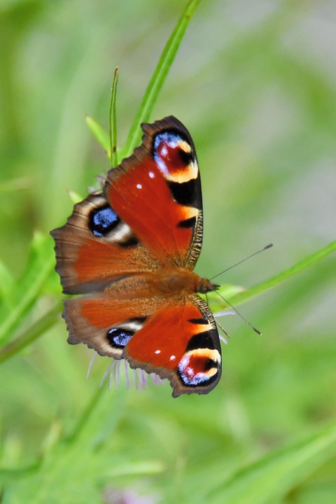 クジャクチョウ5382