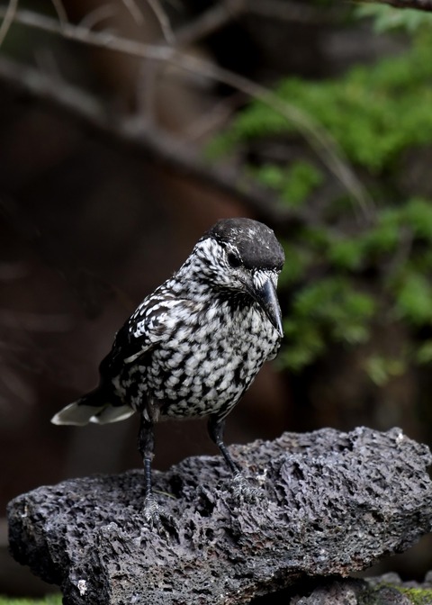 ホシガラス幼鳥3911