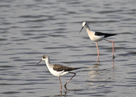 セイタカシギ幼鳥3900