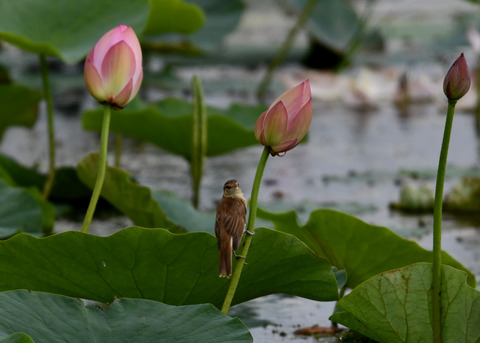 オオヨシキリ3375