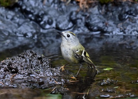 キクイタダキ♀1068