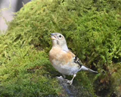 アトリ♀2788