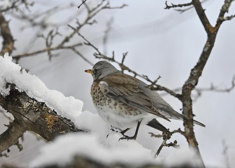 ノハラツグミ1298